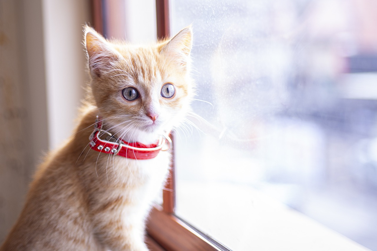 griffe chat comment couper